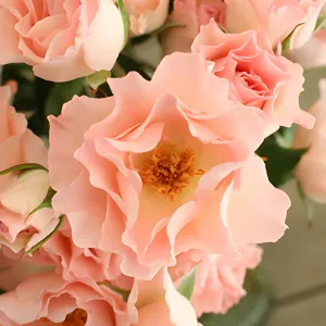 Anastasia Pink Spray Roses