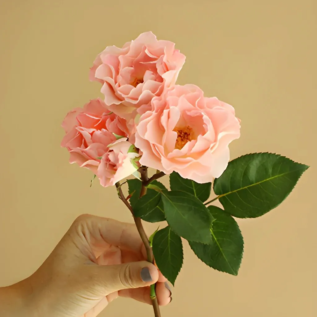 Anastasia Pink Spray Roses