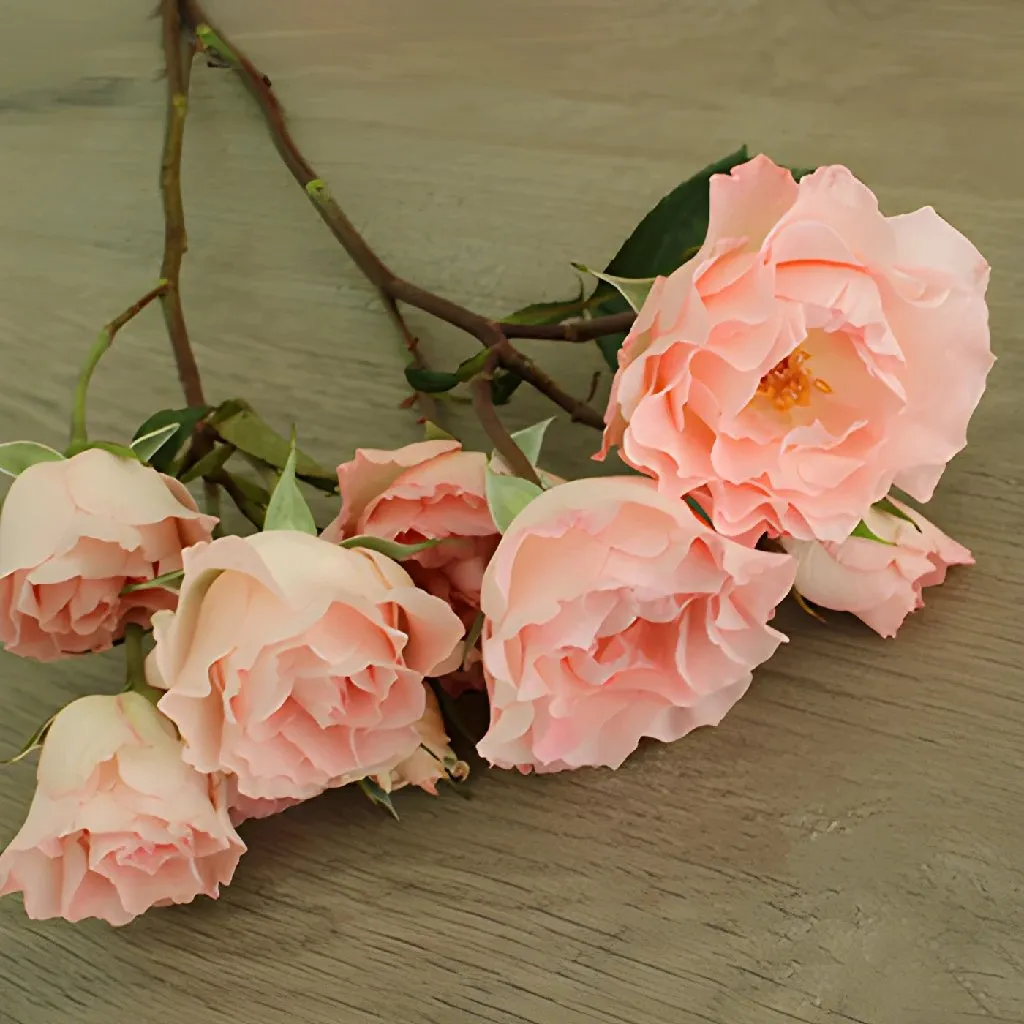 Anastasia Pink Spray Roses