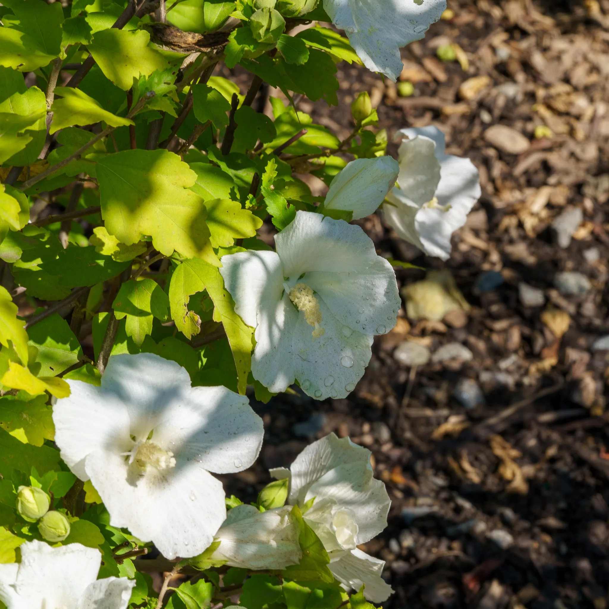 Diana Rose of Sharon