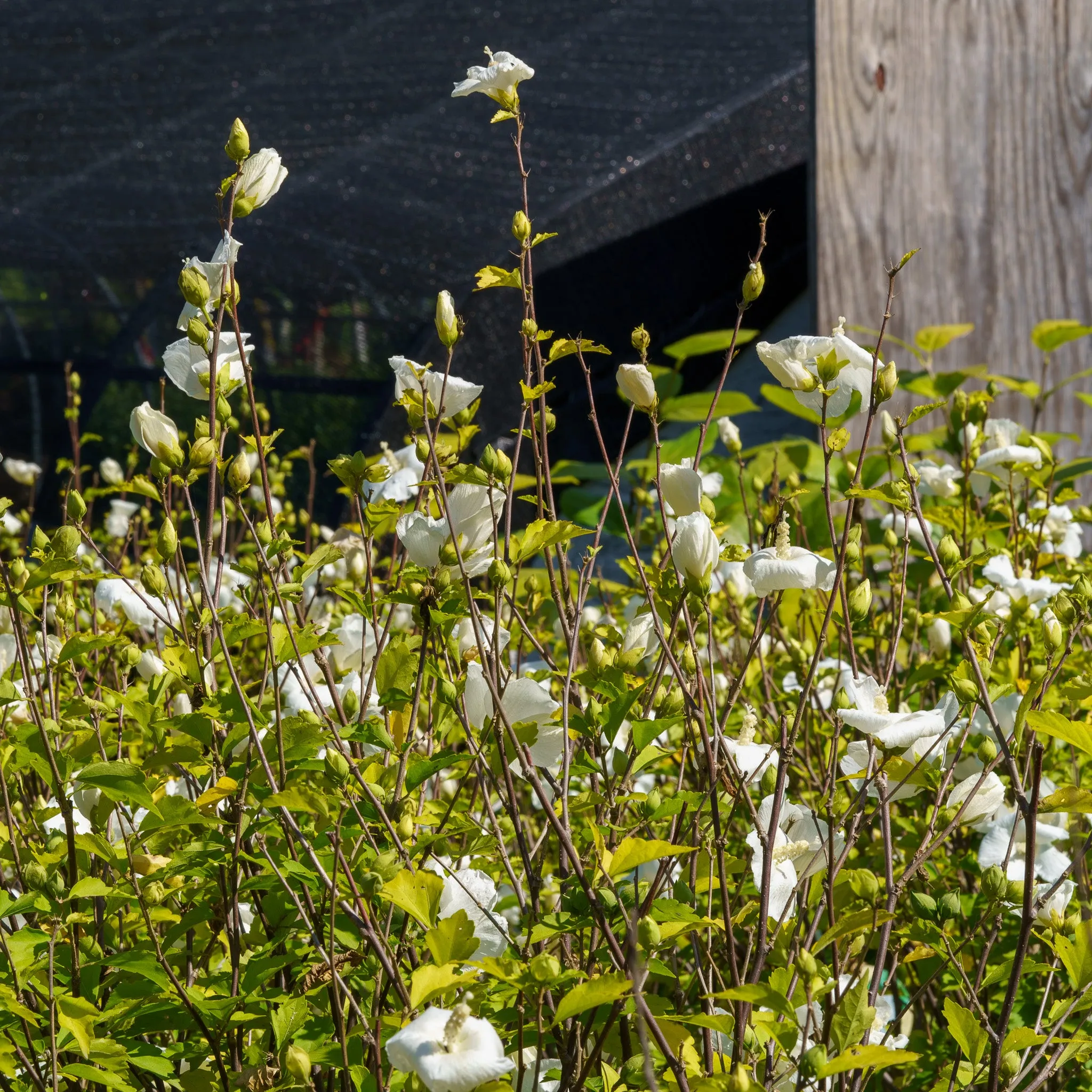 Diana Rose of Sharon