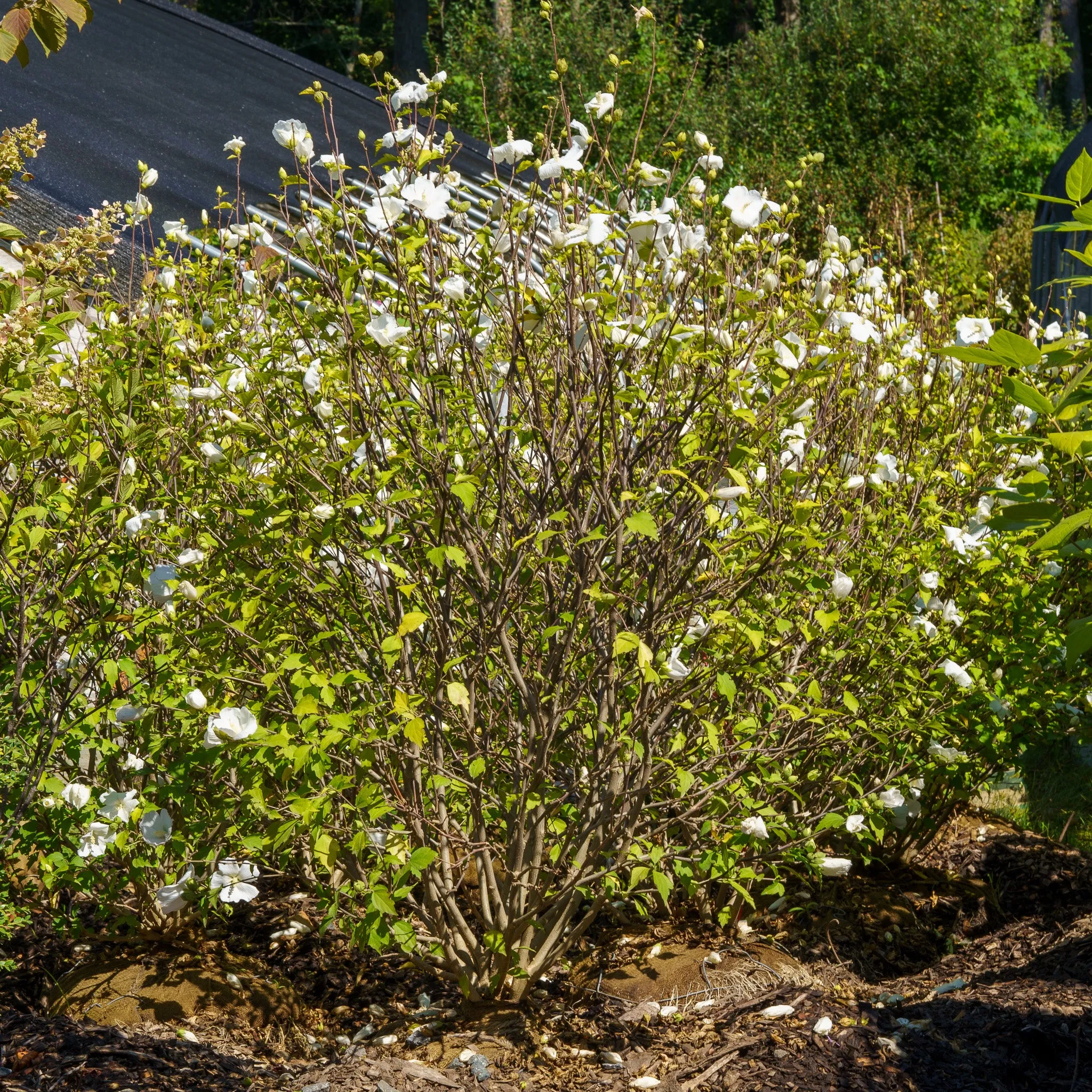 Diana Rose of Sharon
