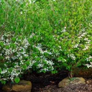 Mariesii Doublefile Viburnum