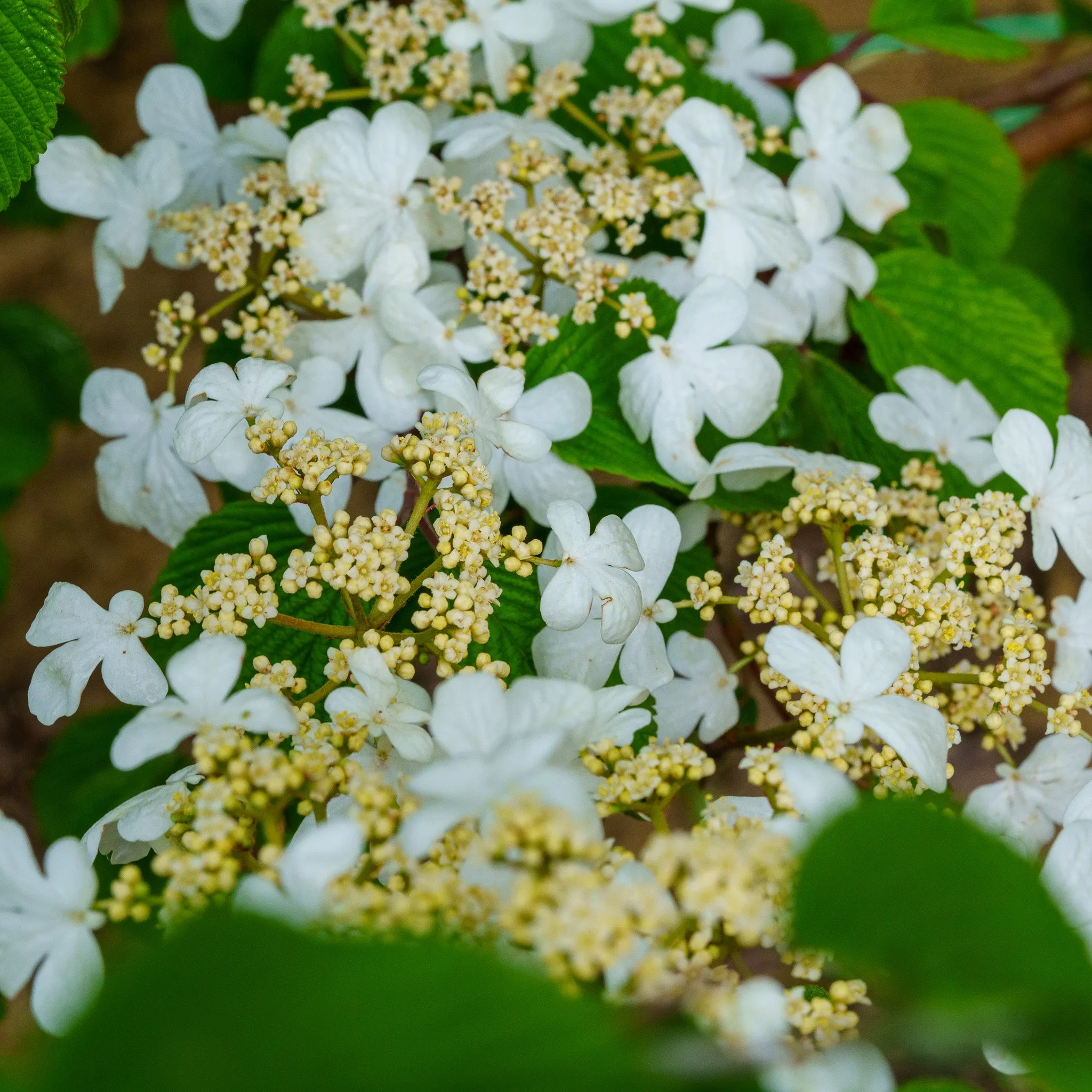 Mariesii Doublefile Viburnum