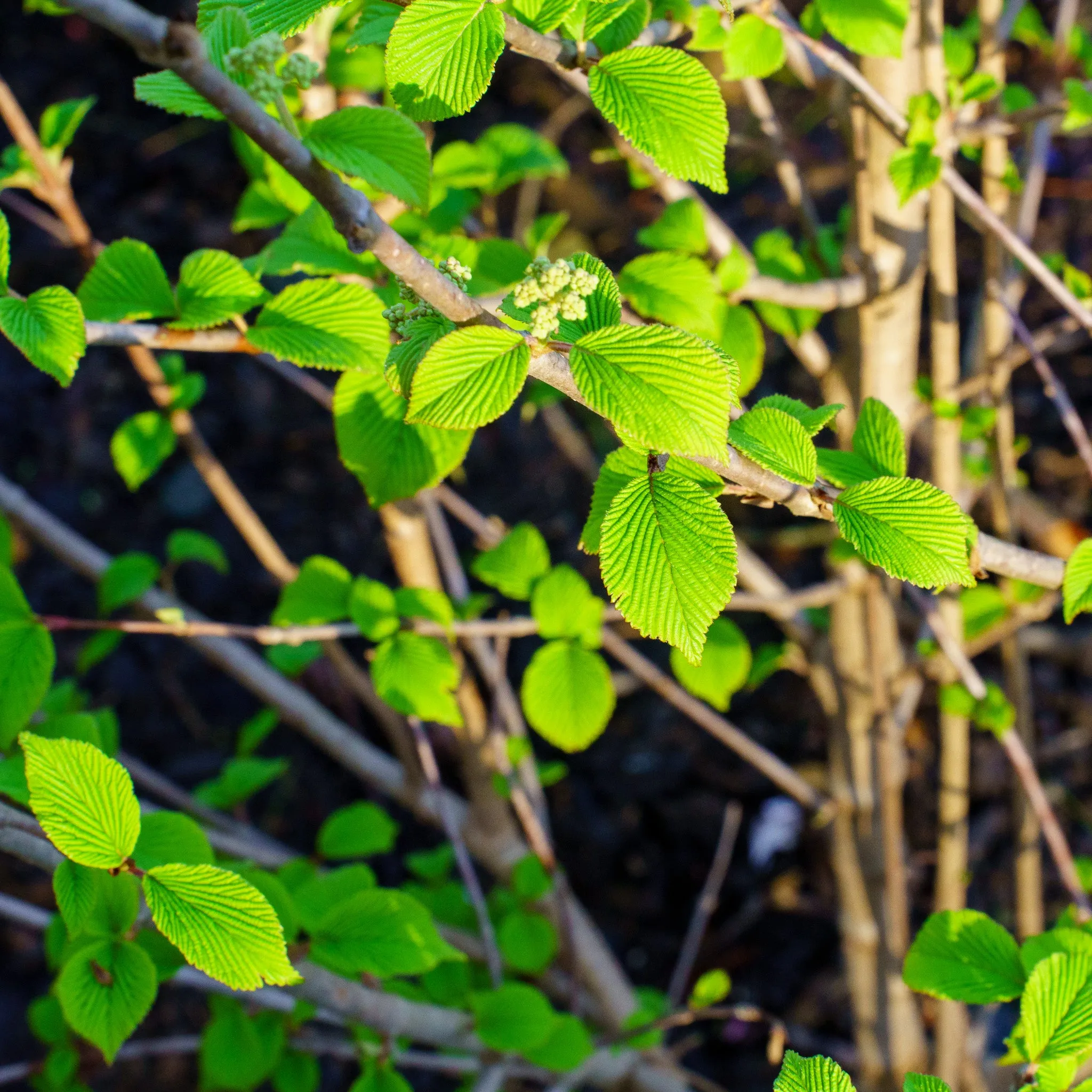 Mariesii Doublefile Viburnum