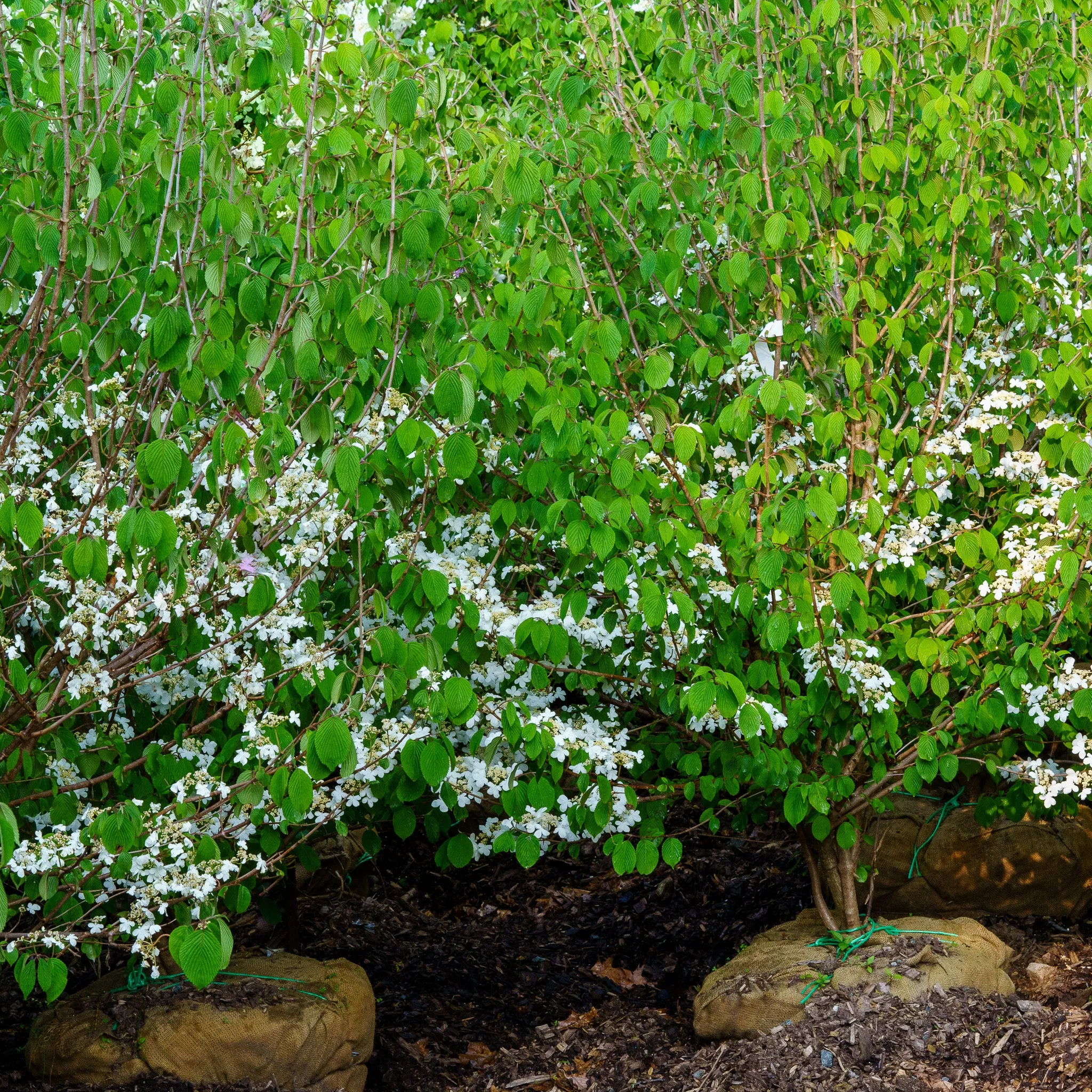 Mariesii Doublefile Viburnum