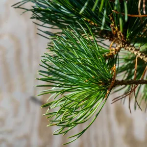 Negishi Japanese White Pine