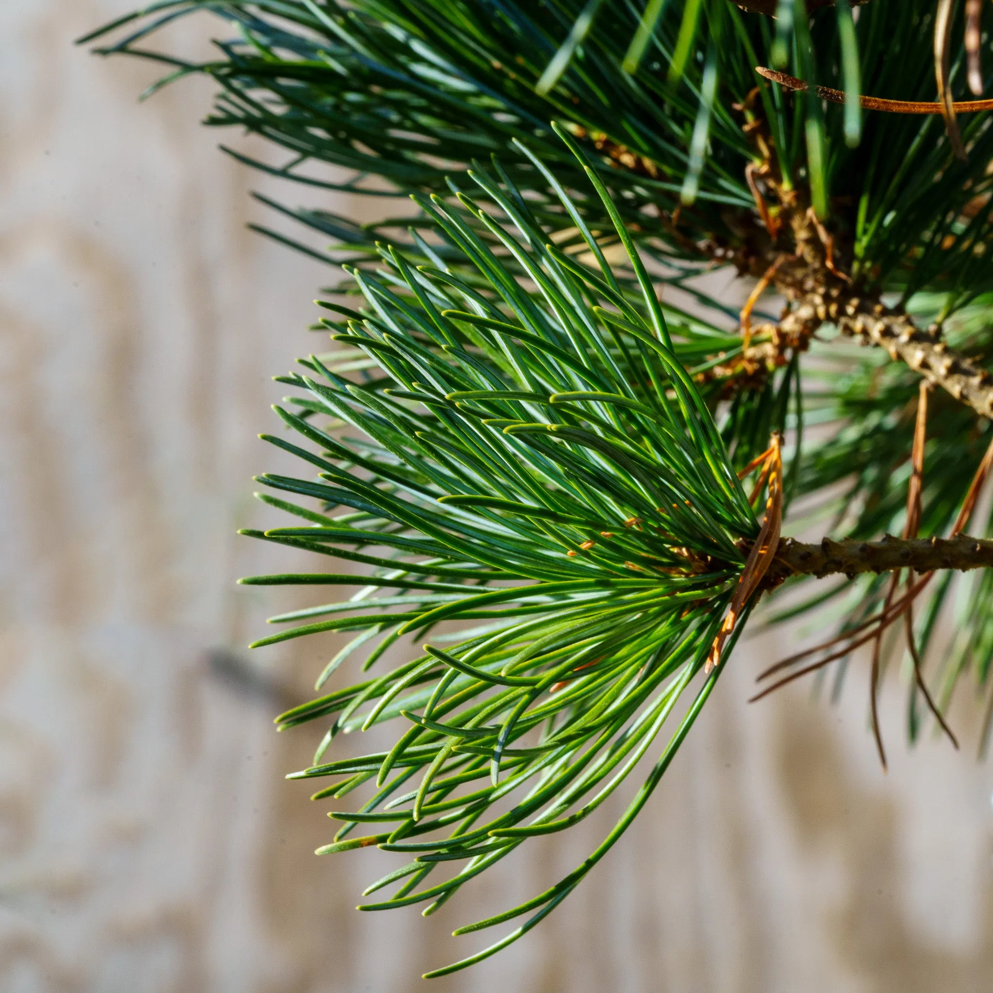 Negishi Japanese White Pine