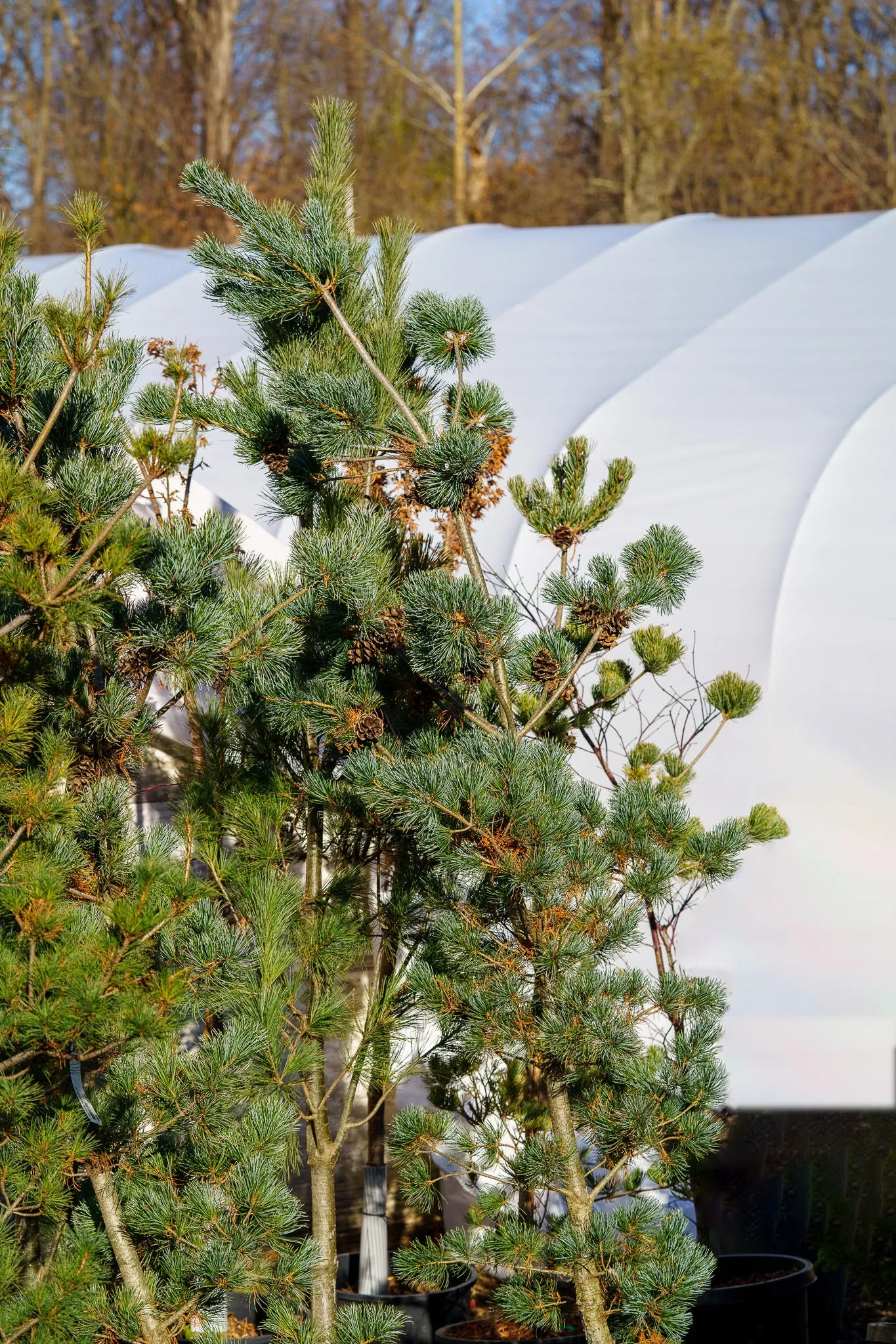 Negishi Japanese White Pine