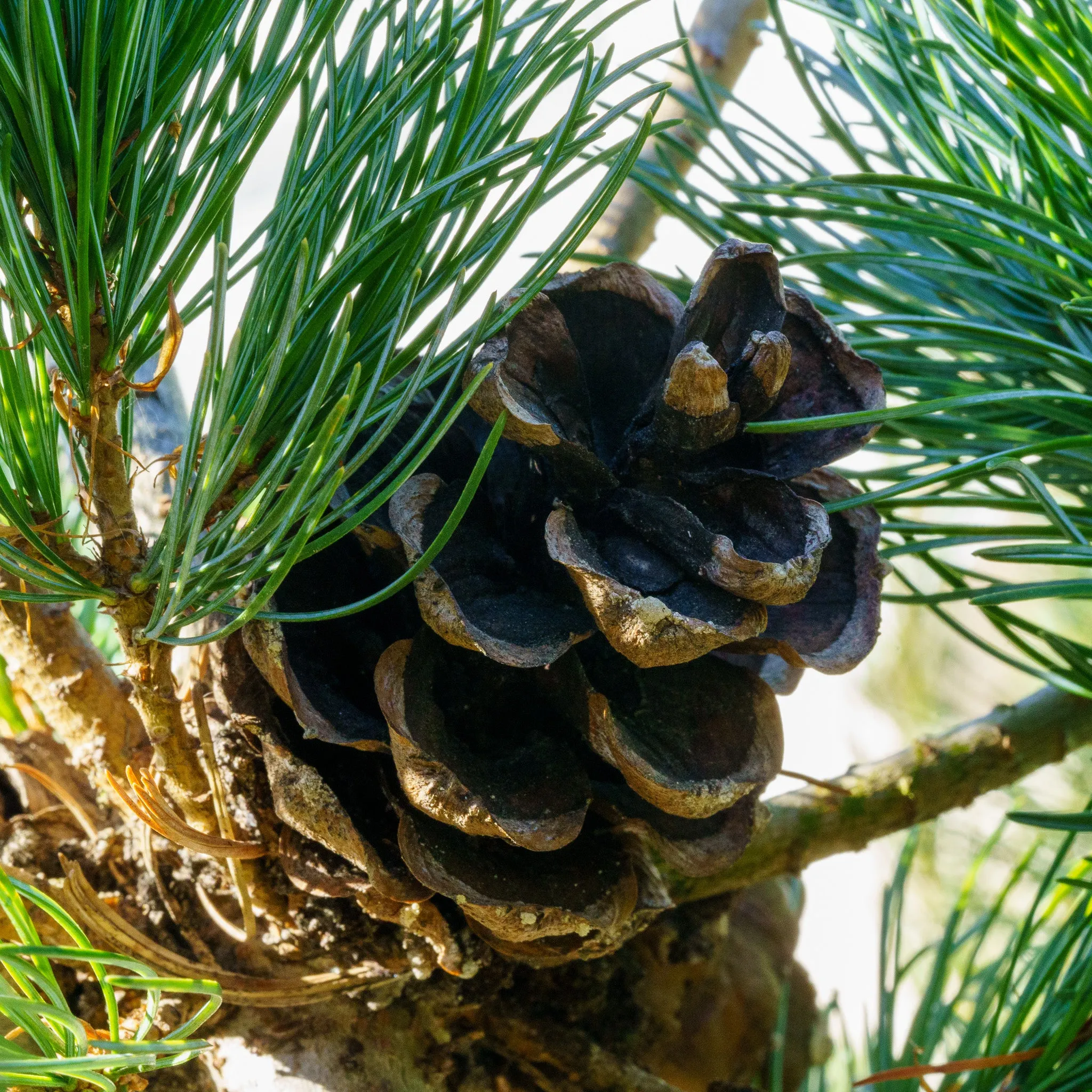 Negishi Japanese White Pine